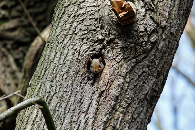 Ardilla gris que emerge de un viejo nido de pájaros carpinteros