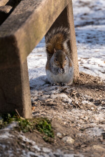 Ardilla gris (Sciurus carolinensis) comiendo semillas en la nieve.