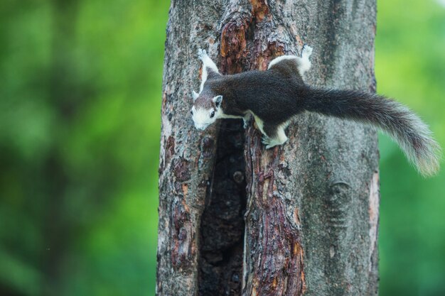 Una ardilla gris