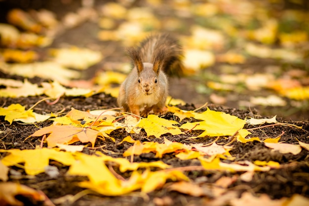 Ardilla hambrienta comiendo una castaña en la escena del otoño. retrato de otoño de ardilla, parque amarillo con hojas caídas,