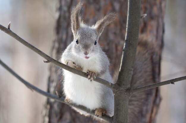 Ardilla hermosa en un árbol en el bosque.