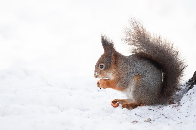 Ardilla en invierno se sienta en el tronco de un árbol con nieve Ardilla roja euroasiática Sciurus vulgaris sentada en una rama cubierta de nieve en invierno