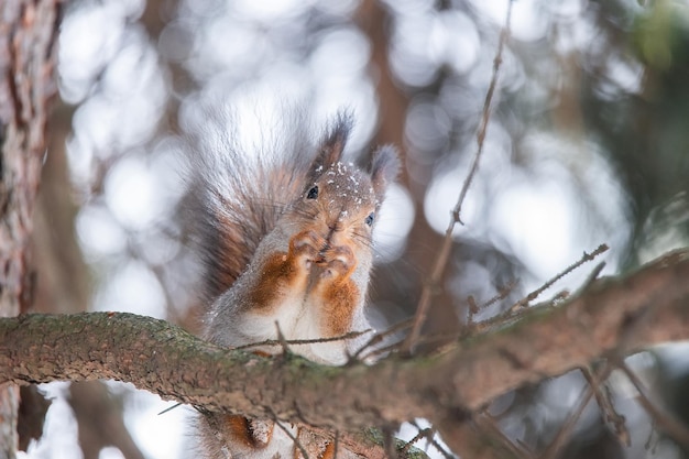 Ardilla en invierno se sienta en el tronco de un árbol con nieve Ardilla roja euroasiática Sciurus vulgaris sentada en una rama cubierta de nieve en invierno