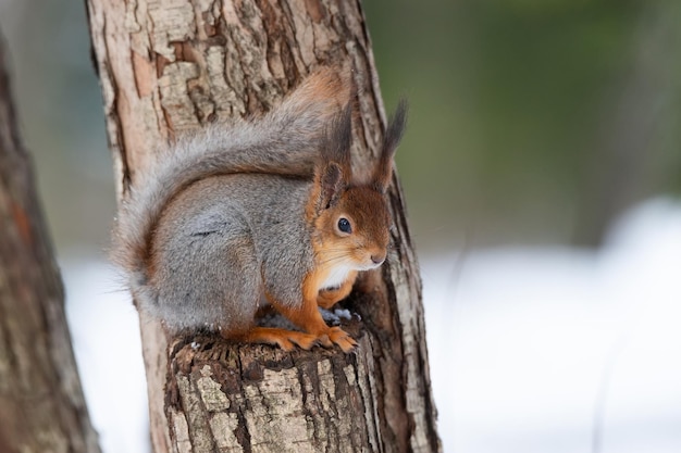 Ardilla en invierno se sienta en el tronco de un árbol con nieve Ardilla roja euroasiática Sciurus vulgaris sentada en una rama cubierta de nieve en invierno