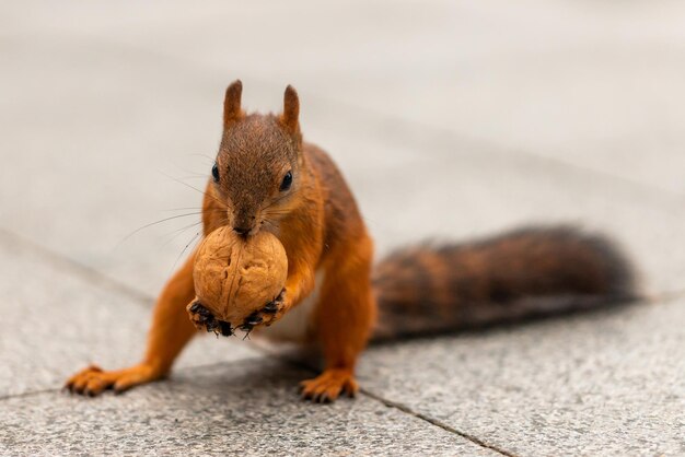 Foto una ardilla linda come nueces en el parque.