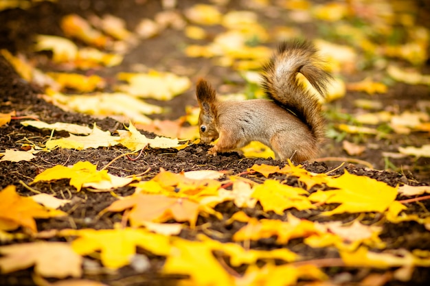 Ardilla linda y hambrienta comiendo una castaña en la escena del otoño. peculiar otoño, parque amarillo con hojas caídas,