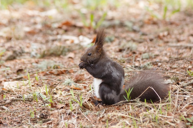 Ardilla linda con pelaje marrón y blanco comiendo hierba de primavera joven en el suelo