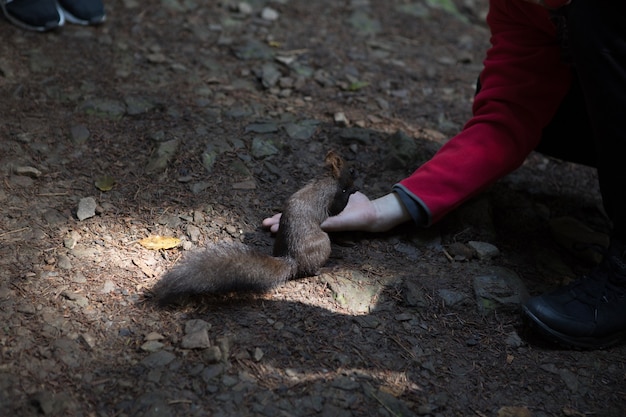 Ardilla linda y peluda está comiendo nuez de la mano abierta en el bosque