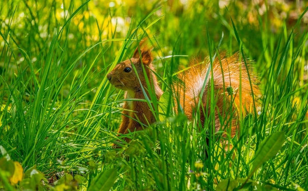 Una ardilla marrón mira alrededor en la hierba