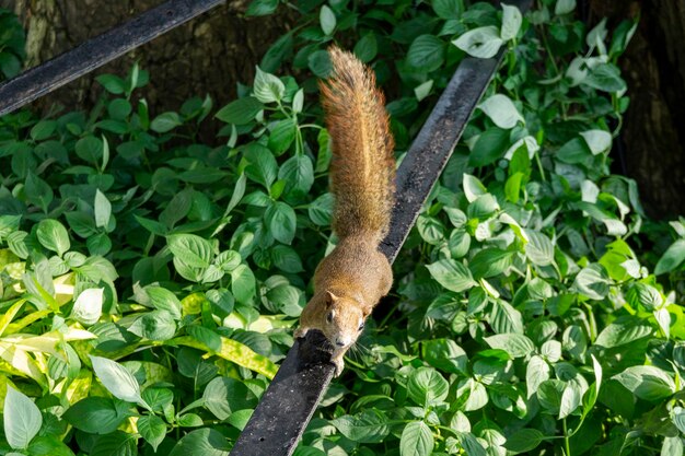 Ardilla marrón trepa en el parque con fondo de arbustos verdes