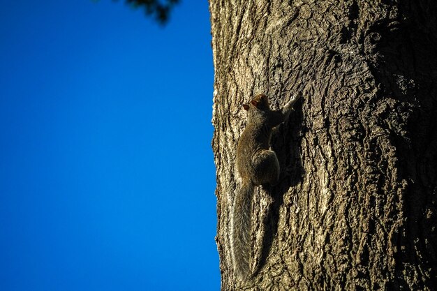 Una ardilla mirándote desde un árbol