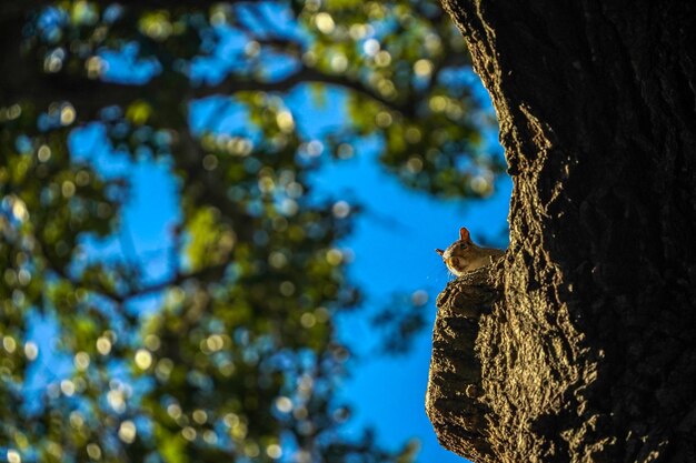 Una ardilla mirándote desde un árbol