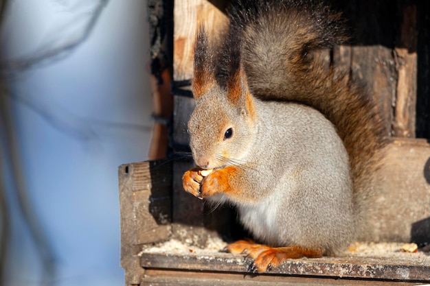 Ardilla mordisquea nueces en un árbol