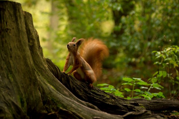 Ardilla mullida roja hermosa que come la nuez grande en el bosque del otoño. Retrato de ardilla curiosa