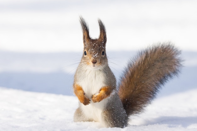 Ardilla nieve invierno