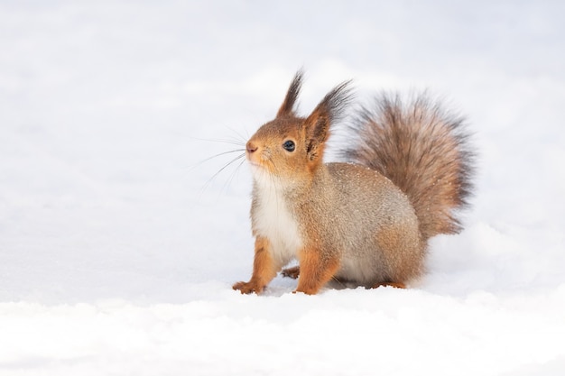 Ardilla nieve invierno