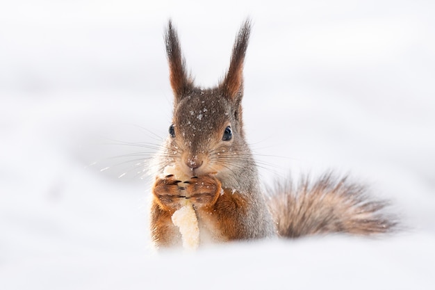 Ardilla nieve invierno