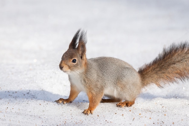 Ardilla nieve invierno