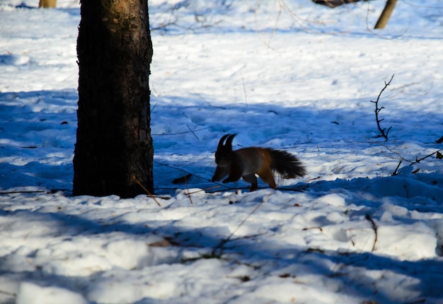 Ardilla en la nieve en el parque de la ciudad