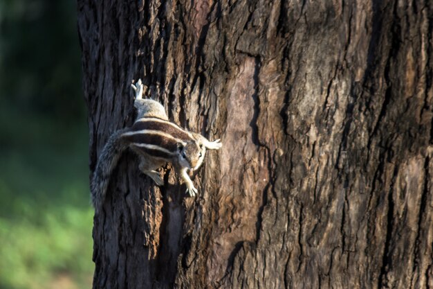 Ardilla o roedor o también conocido como ardilla, en el suelo