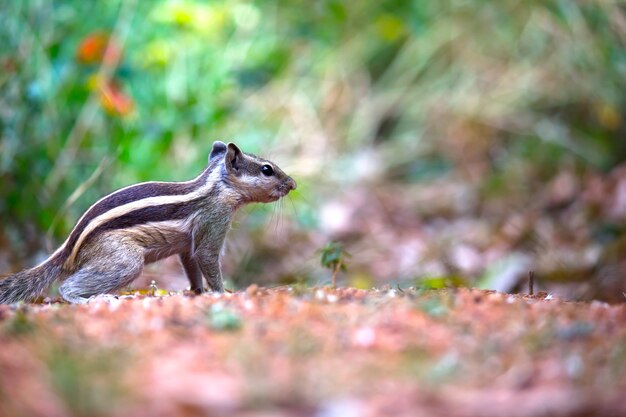 Ardilla o roedor o también conocido como Chipmunk se detuvo en el suelo en su hábitat natural