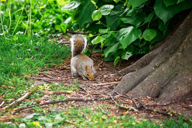 Ardilla en el parque de Cardiff en Gales del Reino Unido. Cardiff es la capital de Gales.