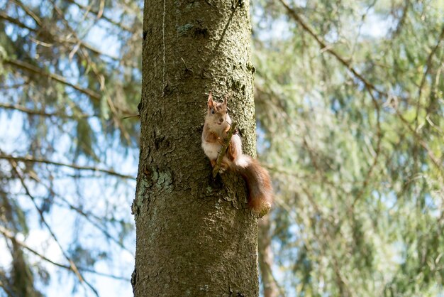 ardilla en un parque de la ciudad sentada en un árbol