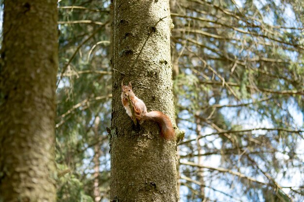 ardilla en un parque de la ciudad sentada en un árbol