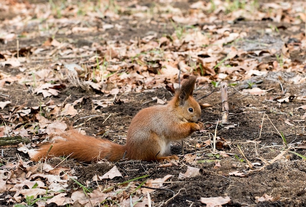 ardilla en un parque de la ciudad