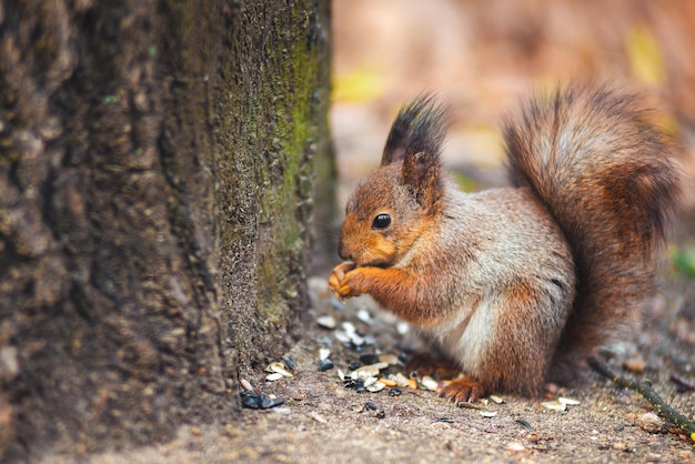 Ardilla en el Parque Forestal de Otoño