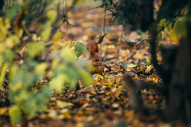 Ardilla en el parque otoño