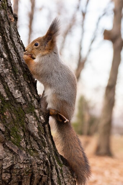 Ardilla en el parque otoño