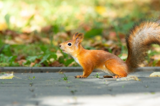 Ardilla en el parque otoño