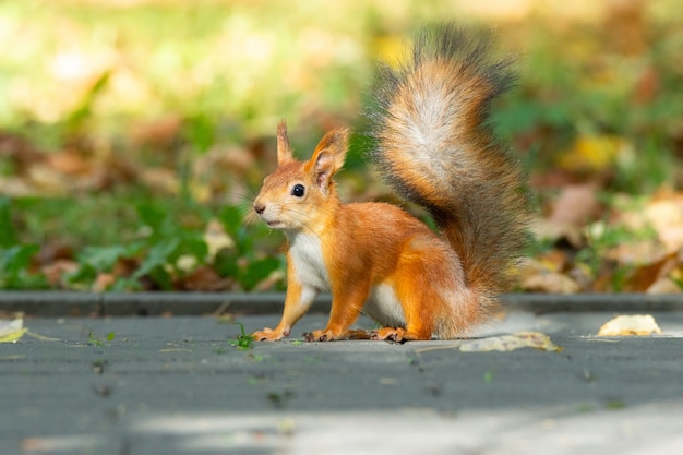 Foto ardilla en el parque otoño