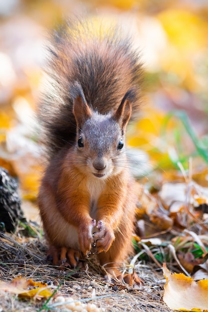 Ardilla en el parque otoño