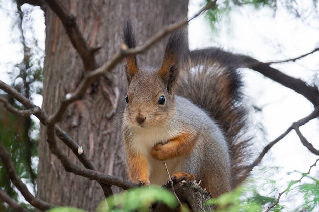 Ardilla en el parque otoño