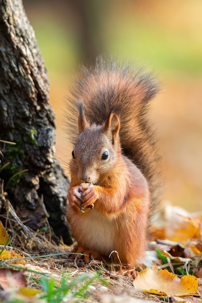 Ardilla en el parque otoño