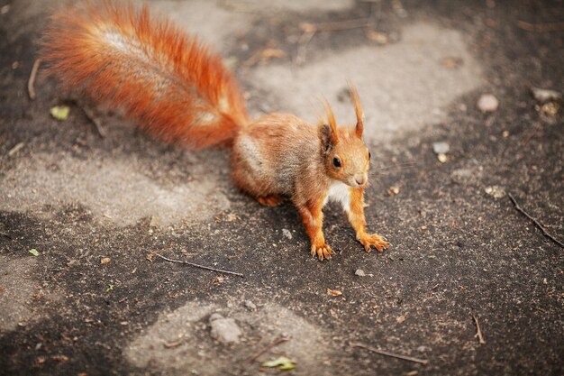 Ardilla en el parque