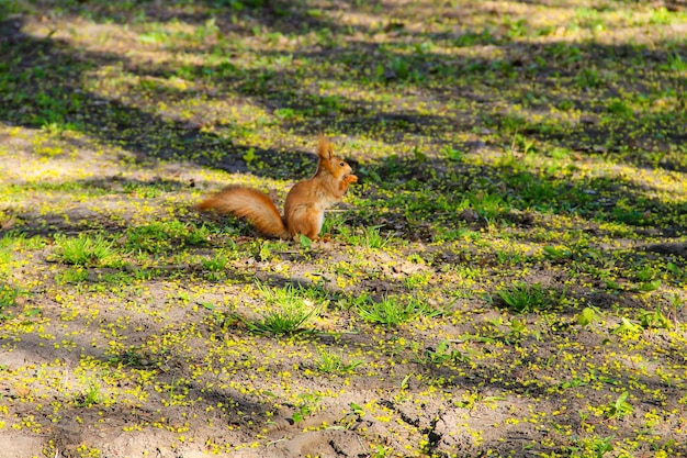 Ardilla en el parque