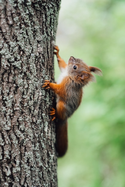 Una ardilla peluda roja se sienta en el tronco de un árbol marrón