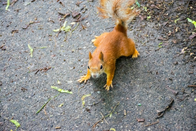 Ardilla pide comida en el Jardín Botánico de la Universidad que lleva el nombre del académico Fomin.