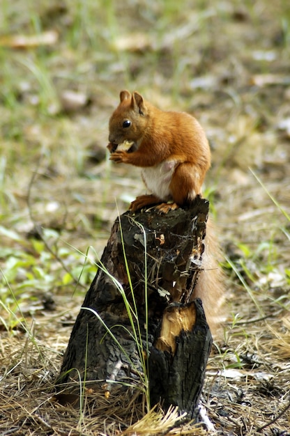 Ardilla piel gracioso mascotas otoño bosque sobre fondo