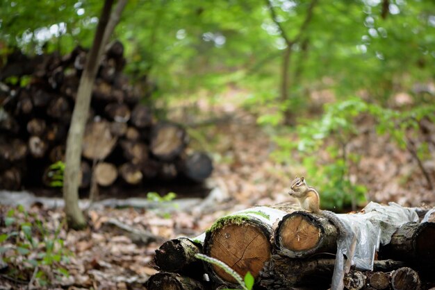 Foto ardilla en una pila de troncos en el bosque