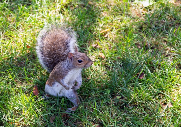 Ardilla posando en el parque central de Nueva York