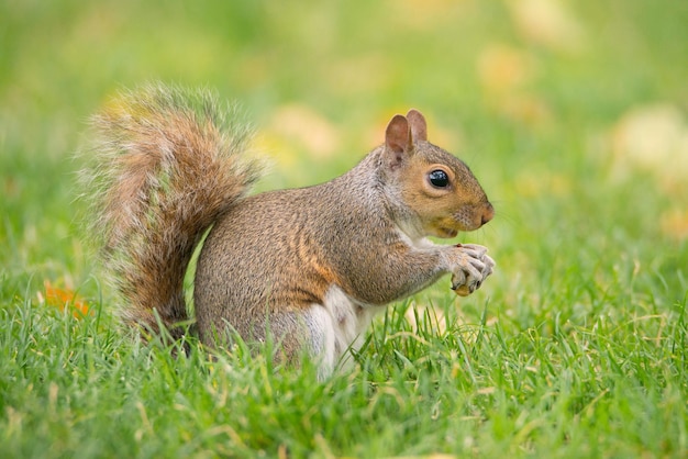 Ardilla en un prado verde comiendo nueces