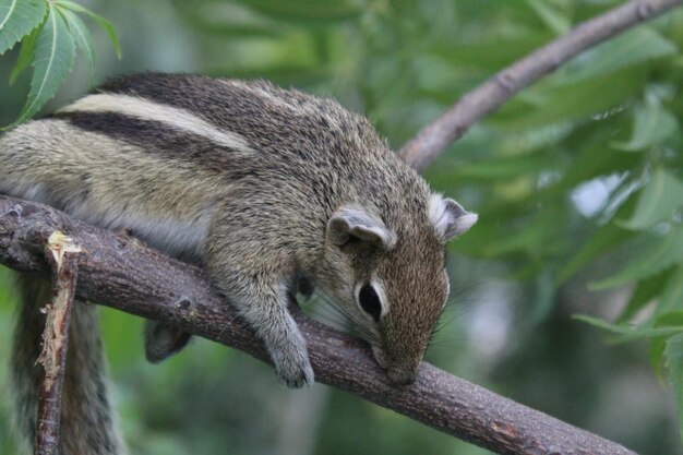 Foto una ardilla está en una rama con hojas.