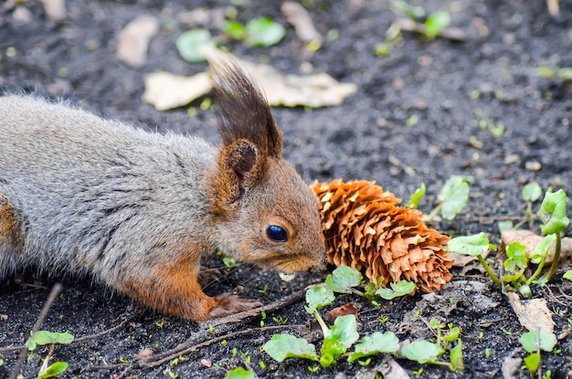 La ardilla roe una nuez en un parque de Minsk