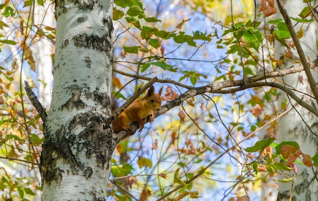 Ardilla roja en el árbol