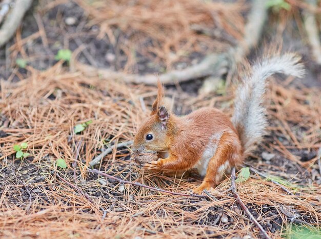 Ardilla roja en el bosque comiendo una nuez