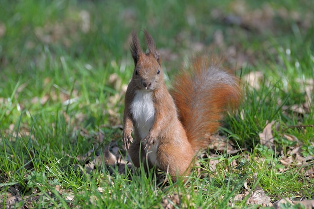 Ardilla roja del bosque jugando al aire libre